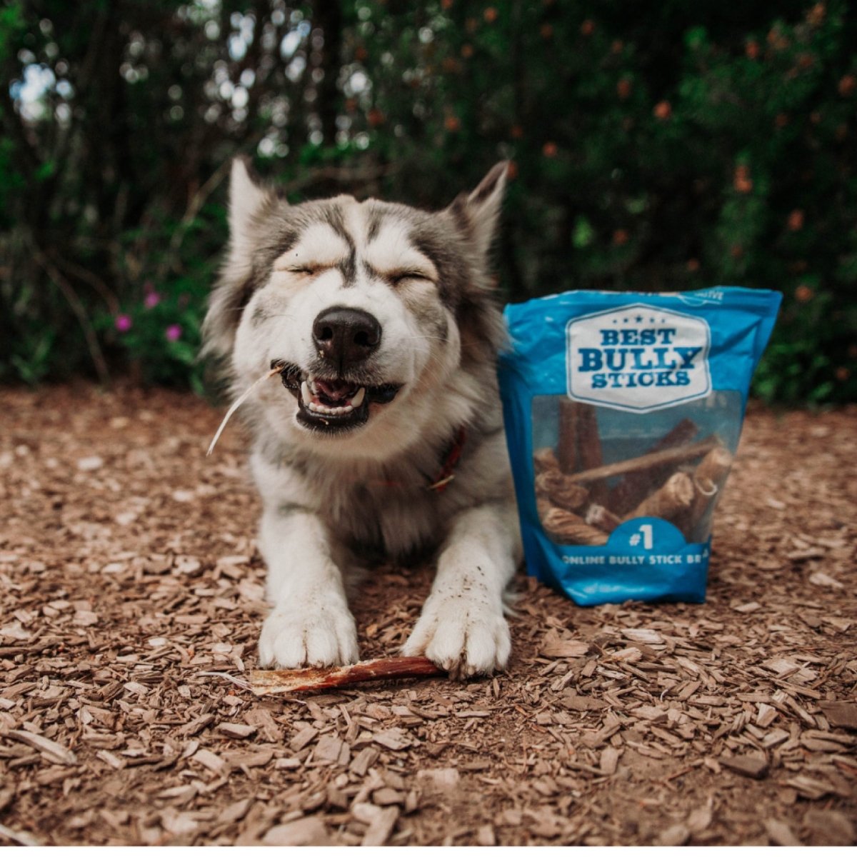 A dog is laying on the ground next to a Best Bully Sticks Meat Lovers Variety Pack (20 Count).