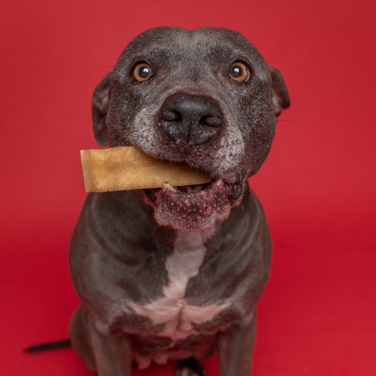 dog with best bully sticks medium yak cheese