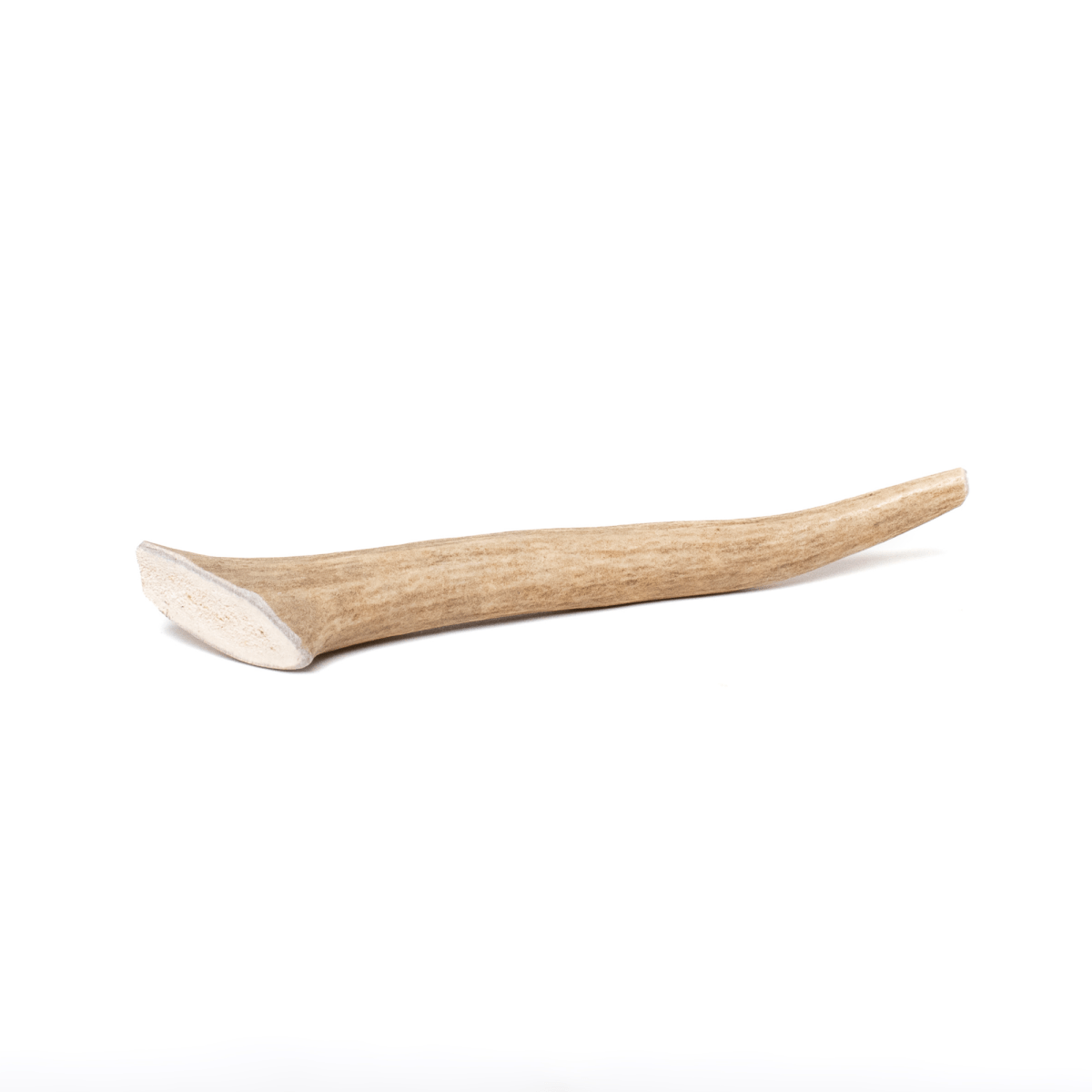Medium Whole Deer Antler (1 Count)