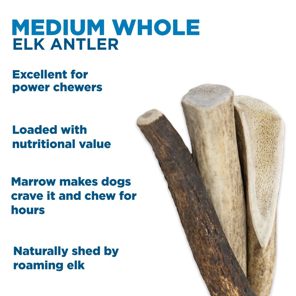 Medium Whole Elk Antler (1 Count) Best Bully Sticks