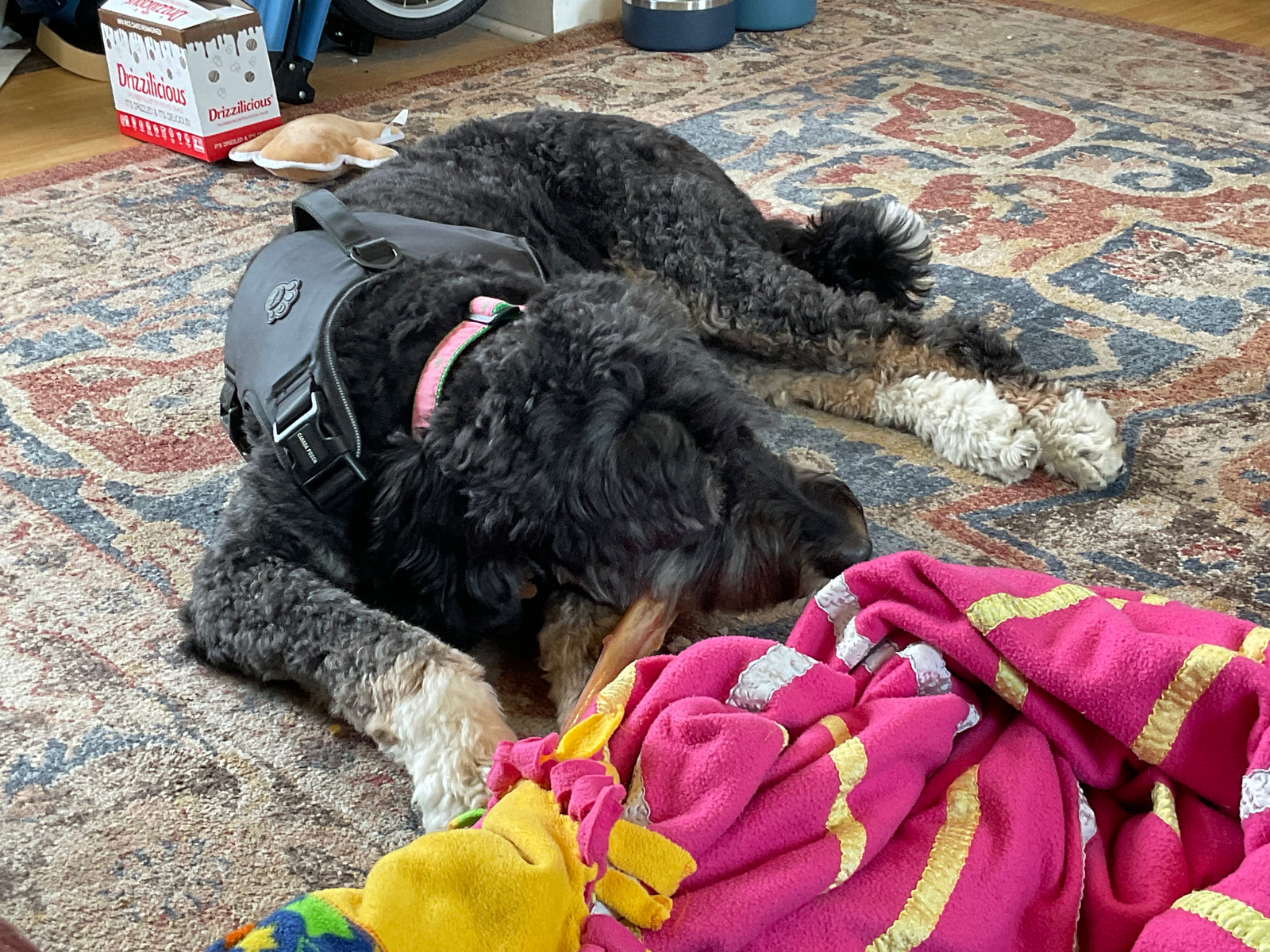 dog chewing a bully stick