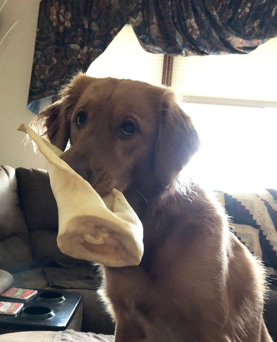Dog holding a  cow ear in its mouth on a couch