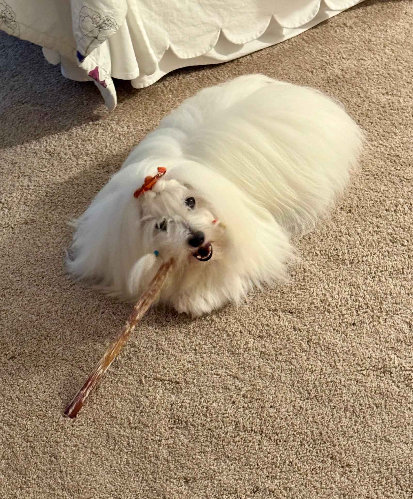 Small white dog playing with a bully stick on a carpeted floor.