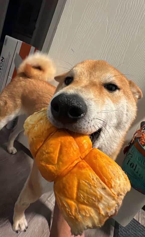 dog chewing a peanut butter beef cheek