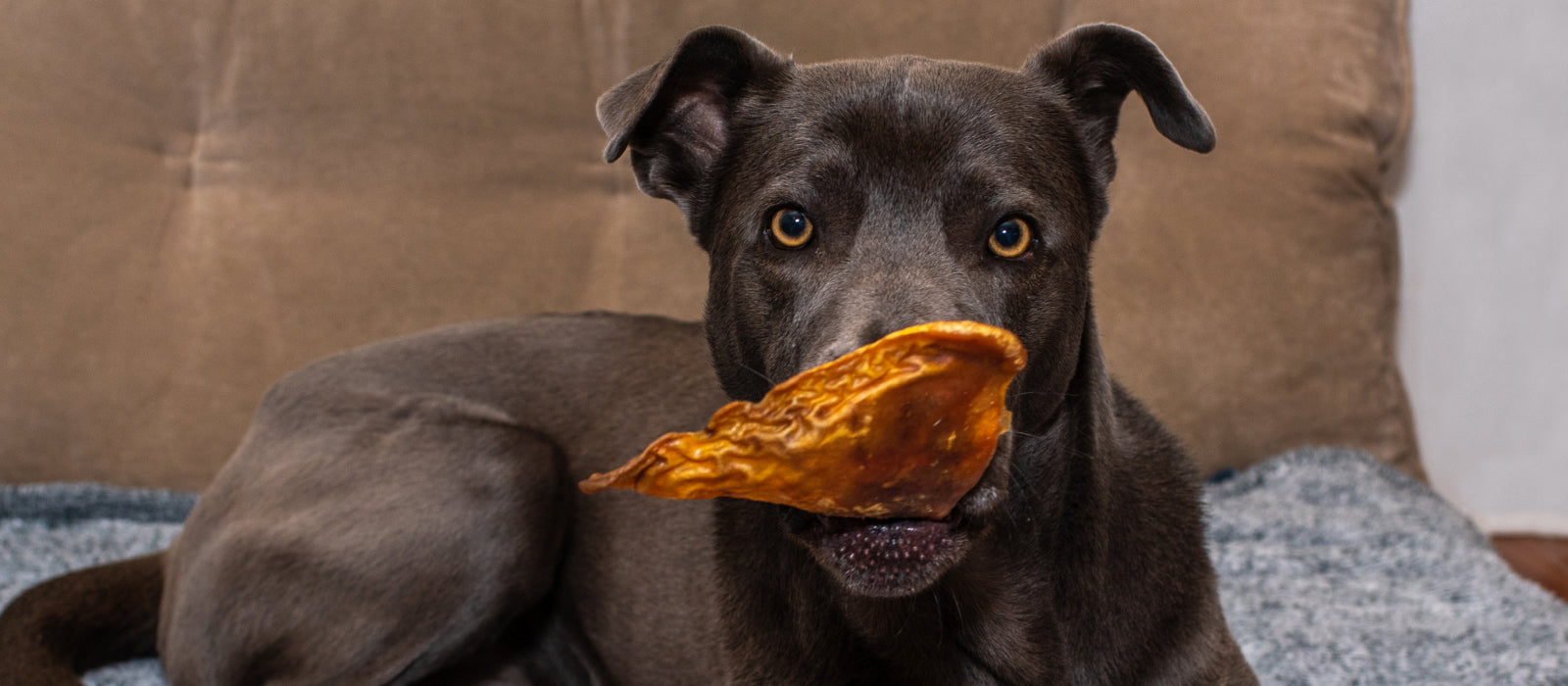 Pig Ears for Dogs