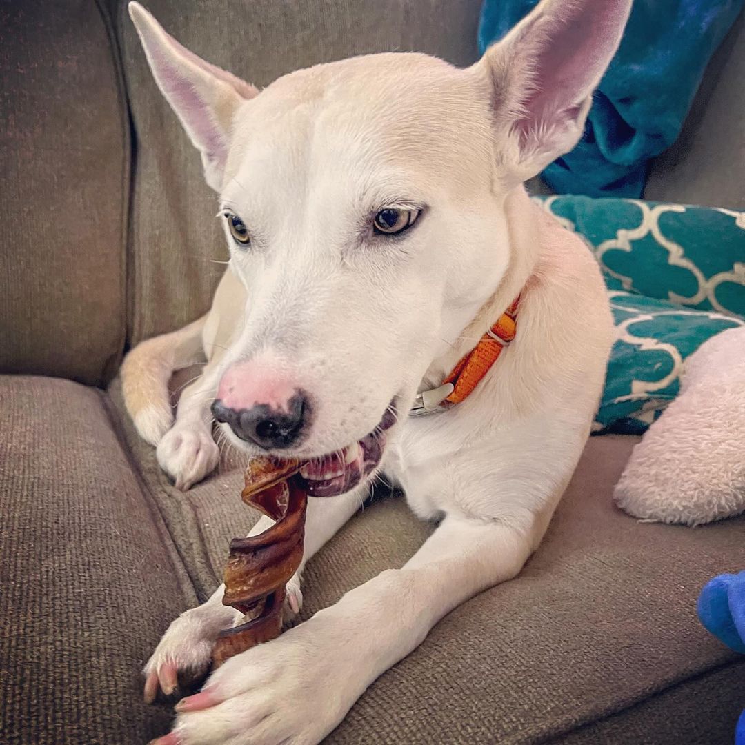 A white dog happily chews on a Premium 5-6 Inch Curly Bully Stick from Best Bully Sticks while lying on a brown couch. A teal and white pillow adds color to the scene, brought to you by natural dog treats crafted from grass-fed beef for wholesome enjoyment.