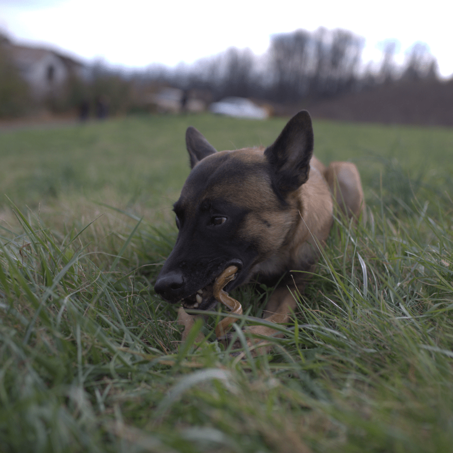 Dog chewing bully stick in a grassy field