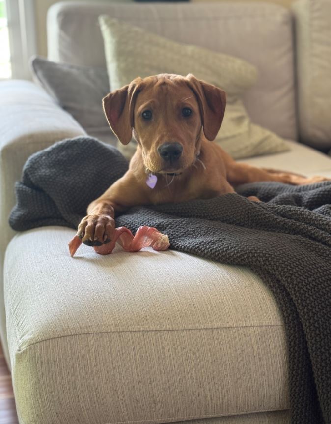 Puppy lying on a couch with a curly bully stick