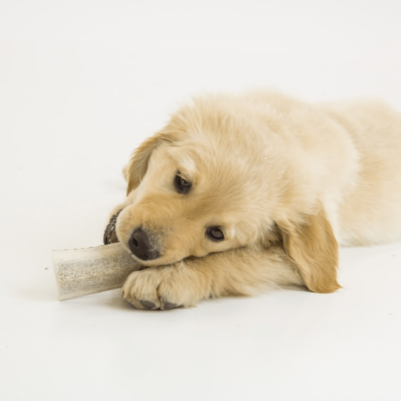 puppy chewing a best bully small whole deer antler