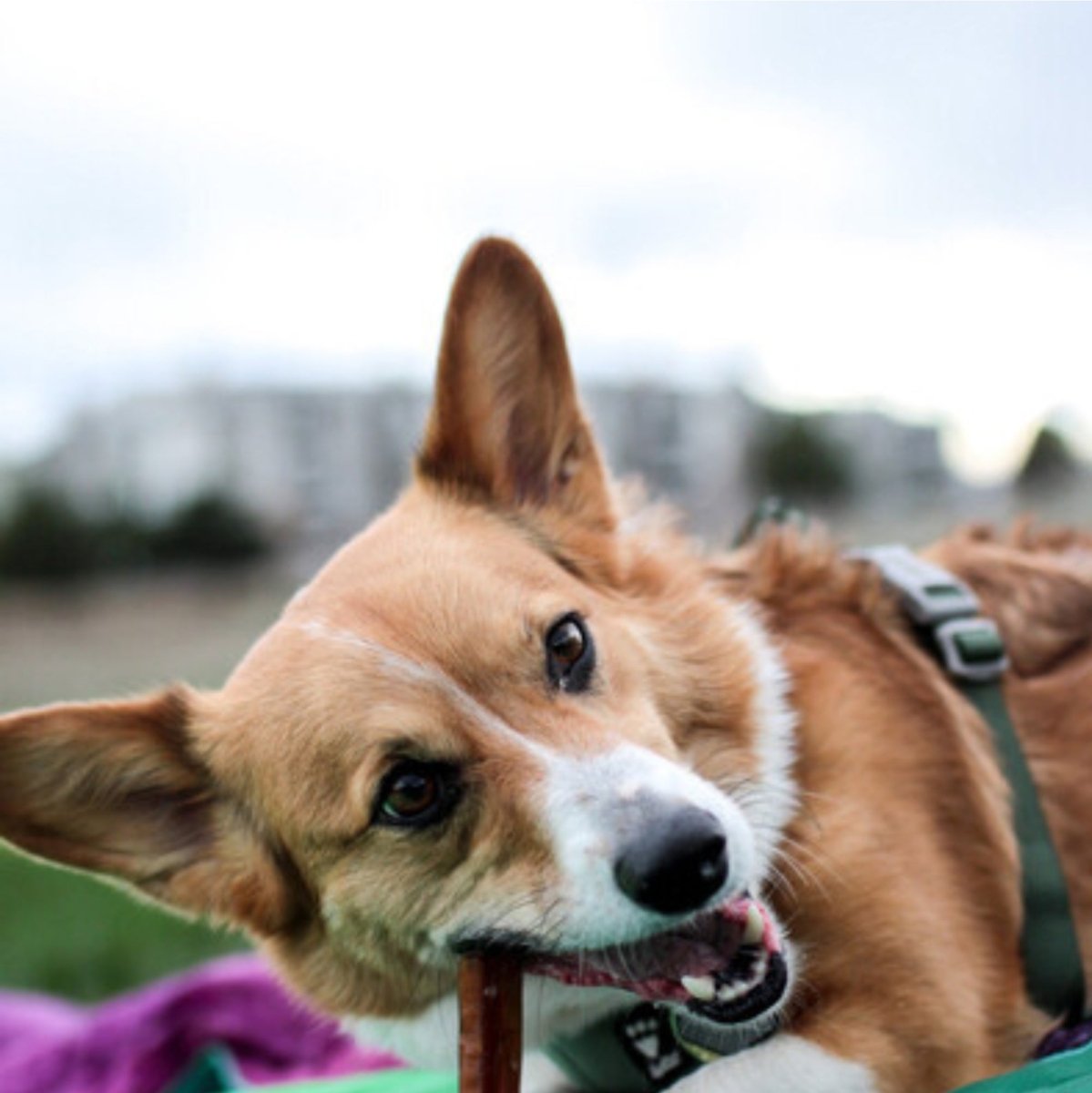A Stuffed Snackle dog laying on a blanket. (Brand Name: Best Bully Sticks)