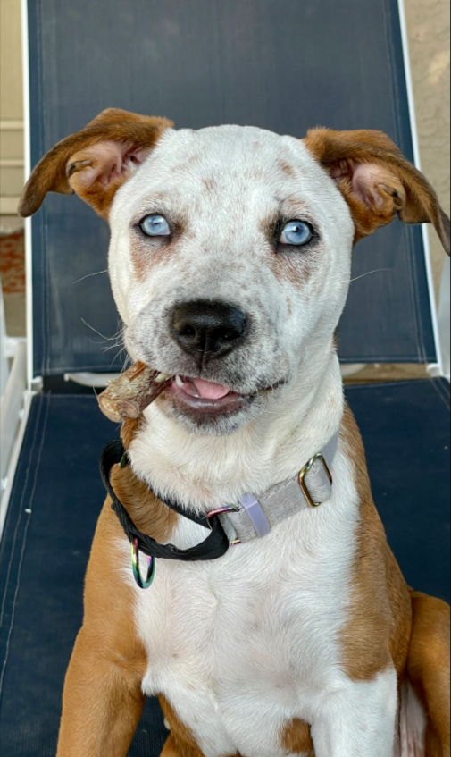 dog with best bully stick