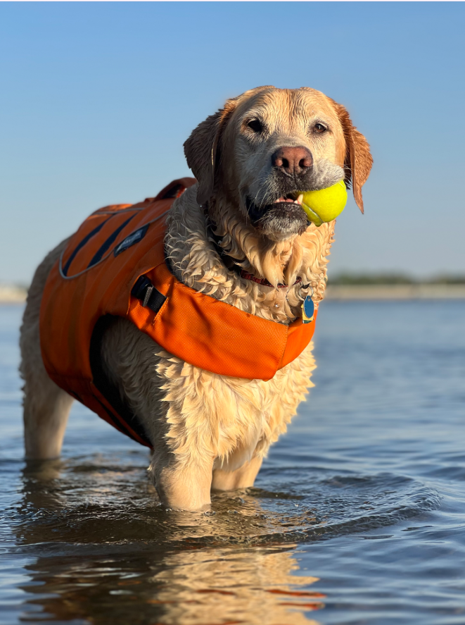 Dog wearing an orange life jacket holding a yellow ball in the water.