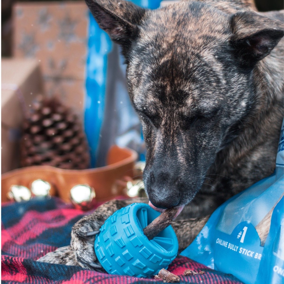 A dog enjoys a blue textured toy with a bully stick from the Best Bully Sticks Puppy Love Treats &amp; Chews Box, relaxing on a red and black blanket among pinecones and gifts—the ideal holiday surprise for your pup.
