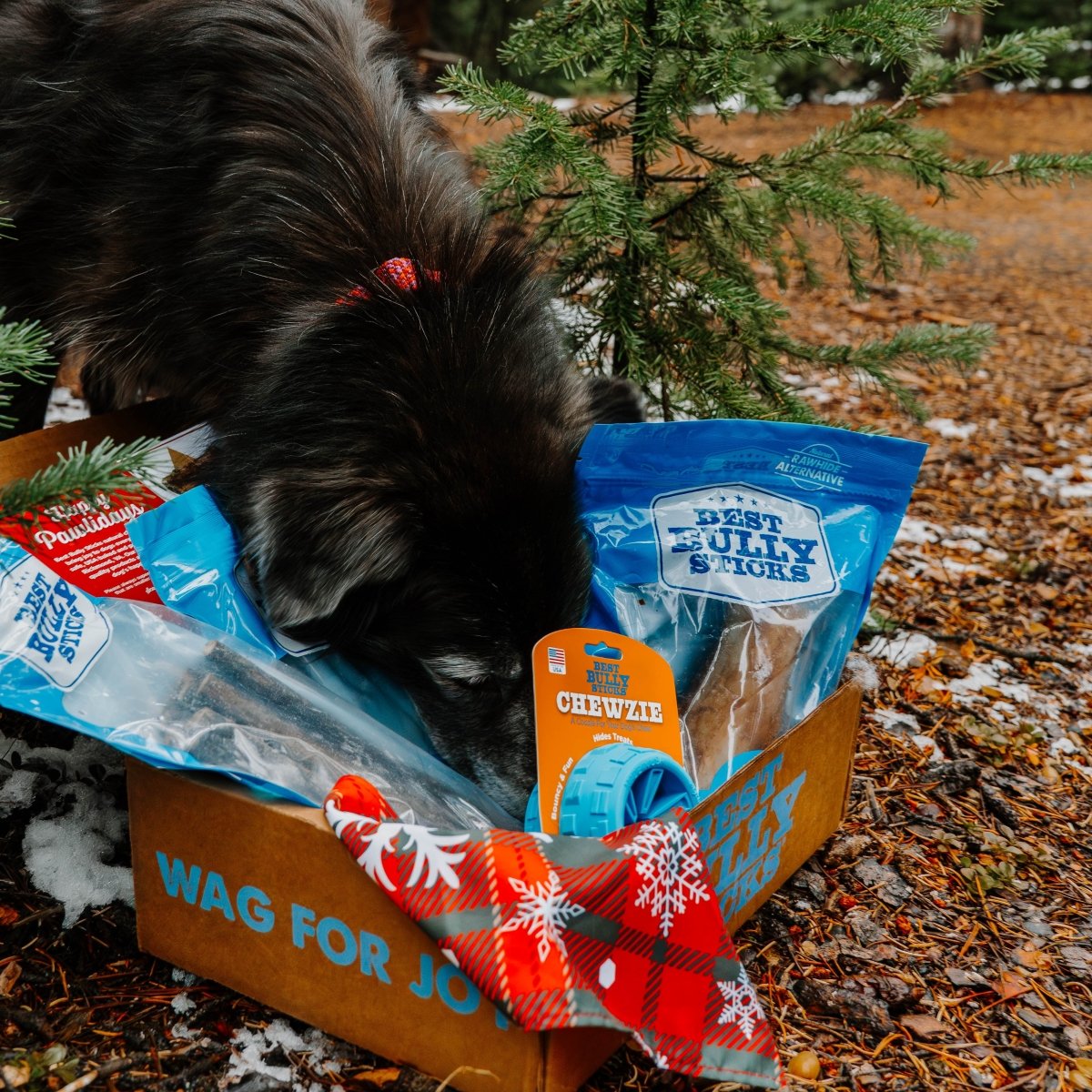 A dark-furred dog sniffs a Best Bully Sticks BEST Holiday Treats &amp; Chews Box filled with treats, toys, and bully sticks outdoors near pine trees.