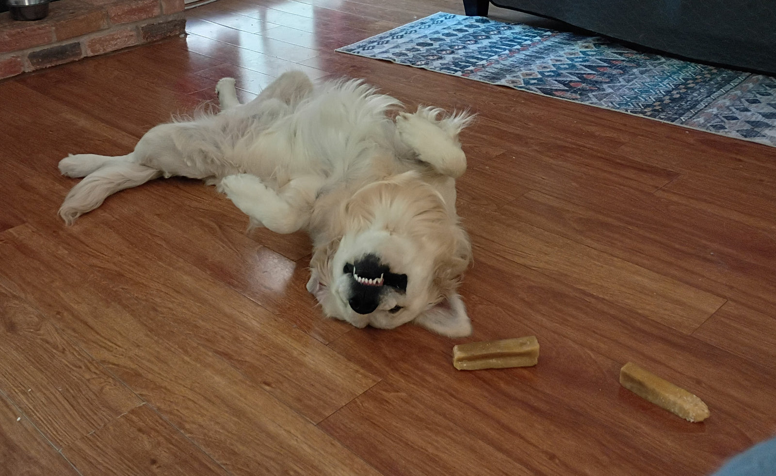 dog