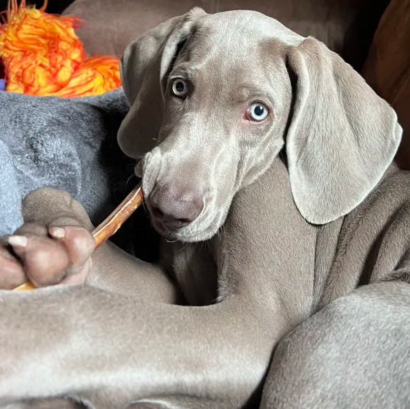 dog with best bully stick