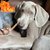 dog with best bully stick
