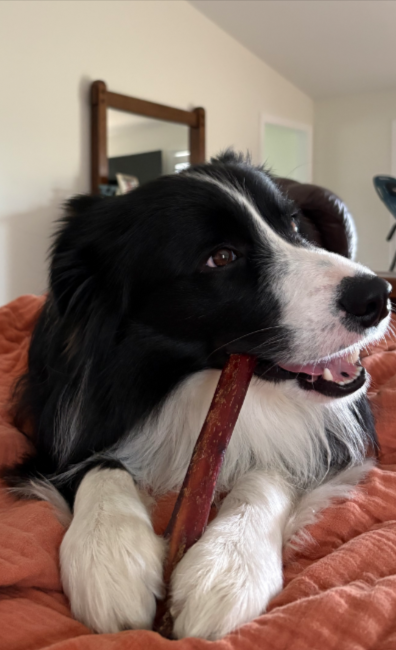 dog with best bully stick