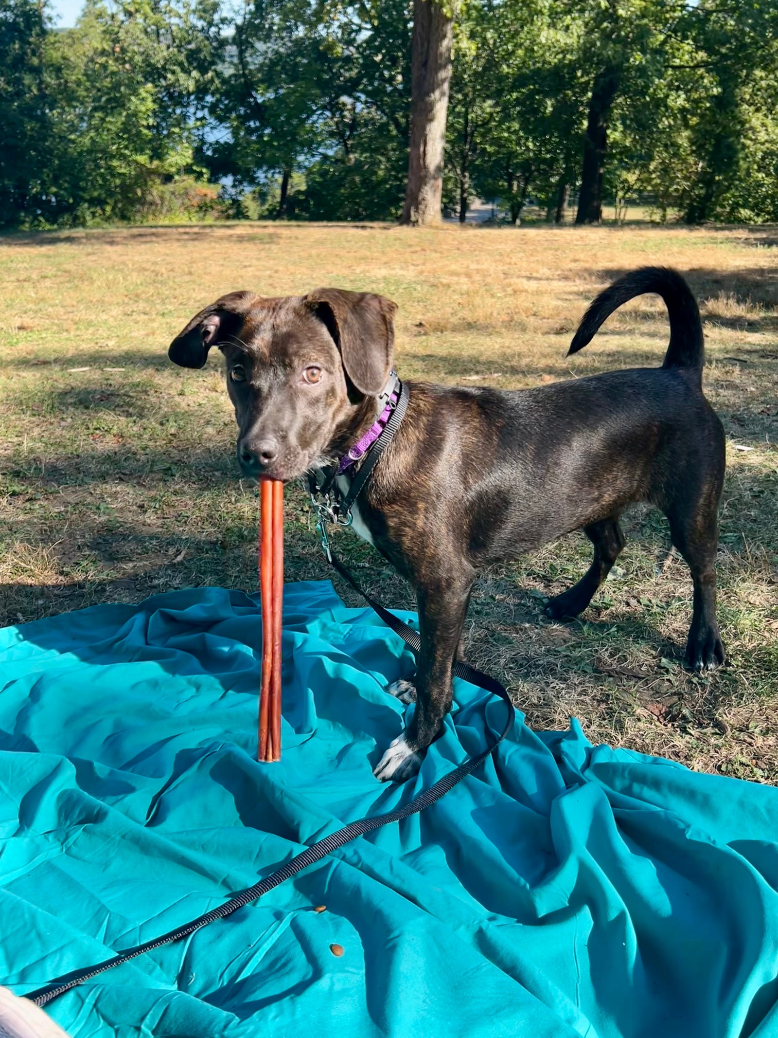 Dog holding a Best Bully Stick on a blue blanket in a park