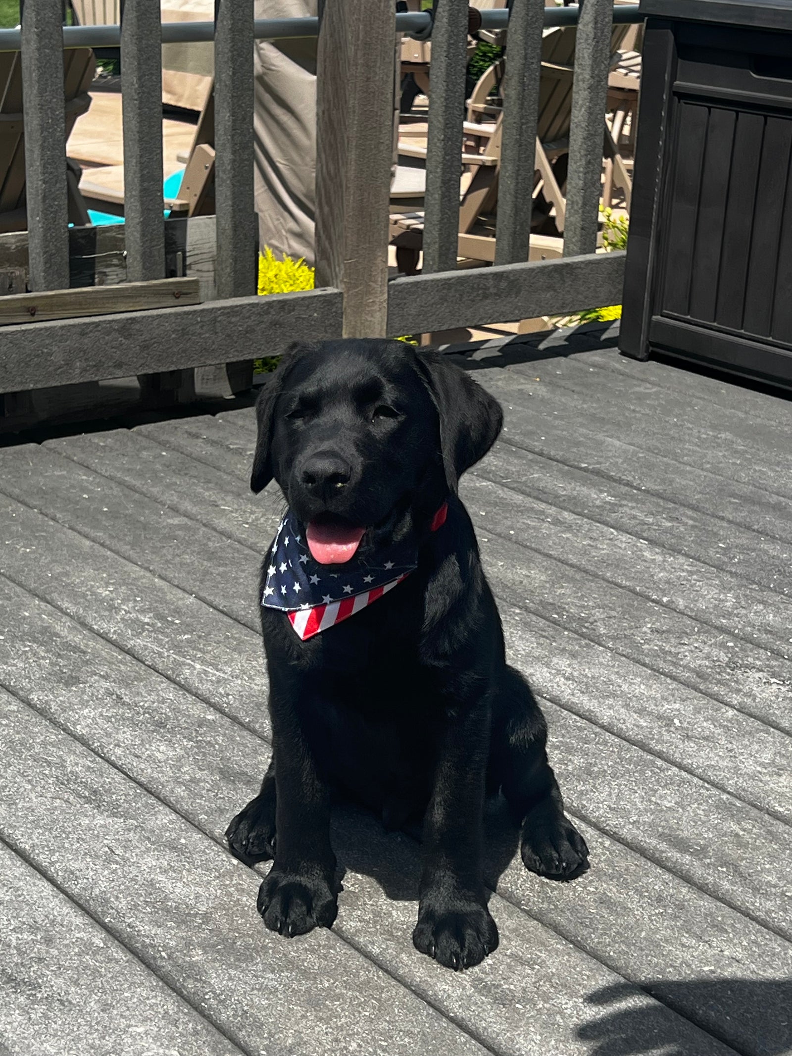 Black dog wearing a bandana on a wooden deck