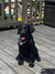 Black dog wearing a bandana on a wooden deck