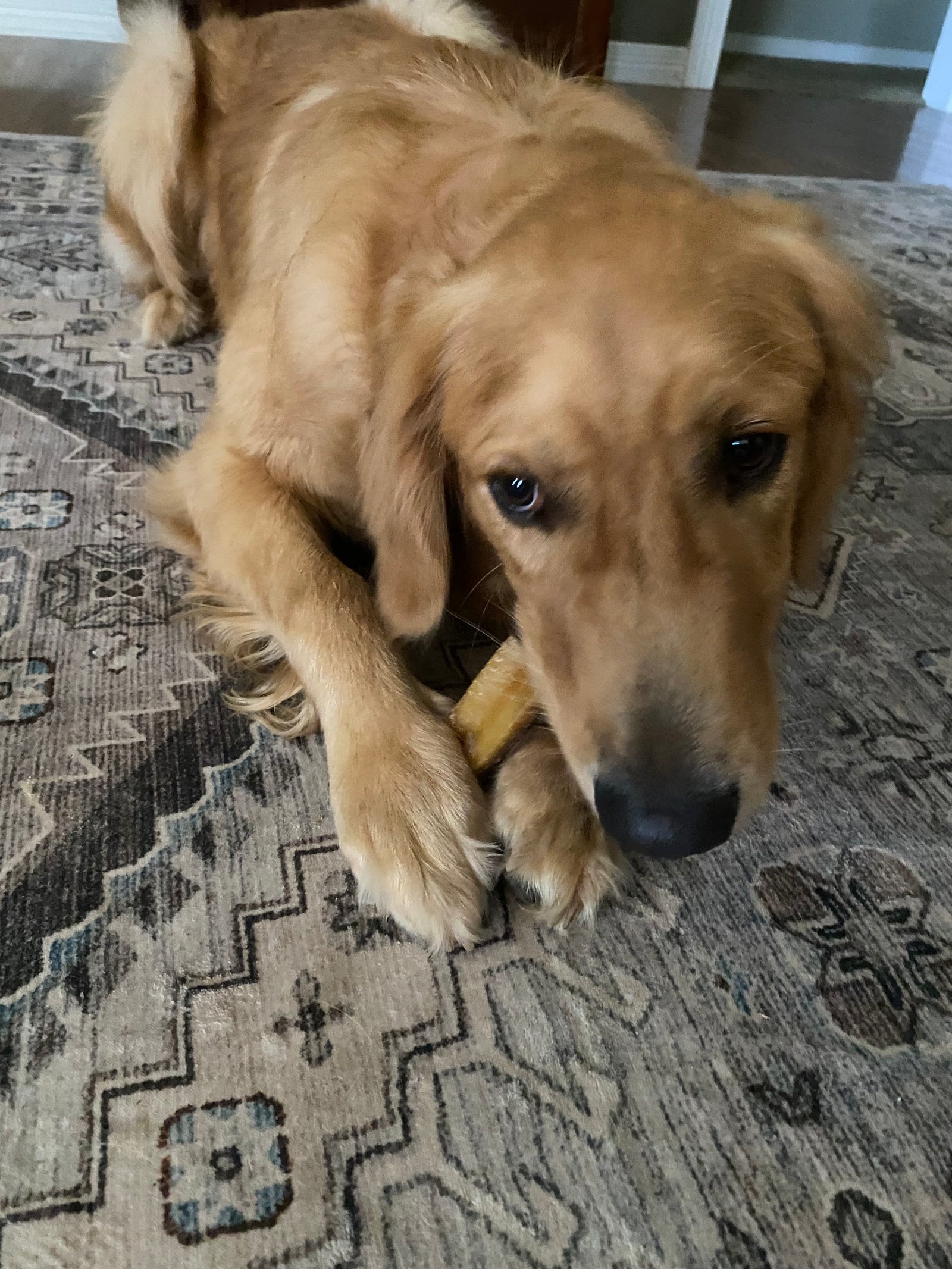 golden retriever with best bully sticks yak cheese