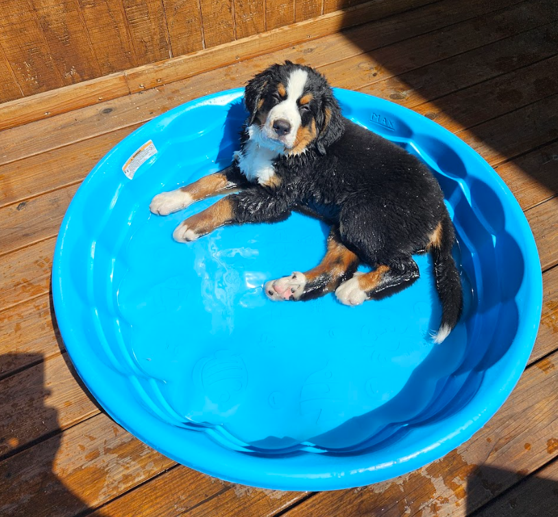 Puppy lying in a blue plastic pool on a wooden deck