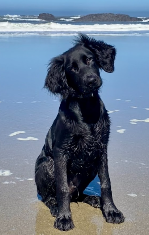 Black dog sitting on a sandy beach with ocean waves in the background