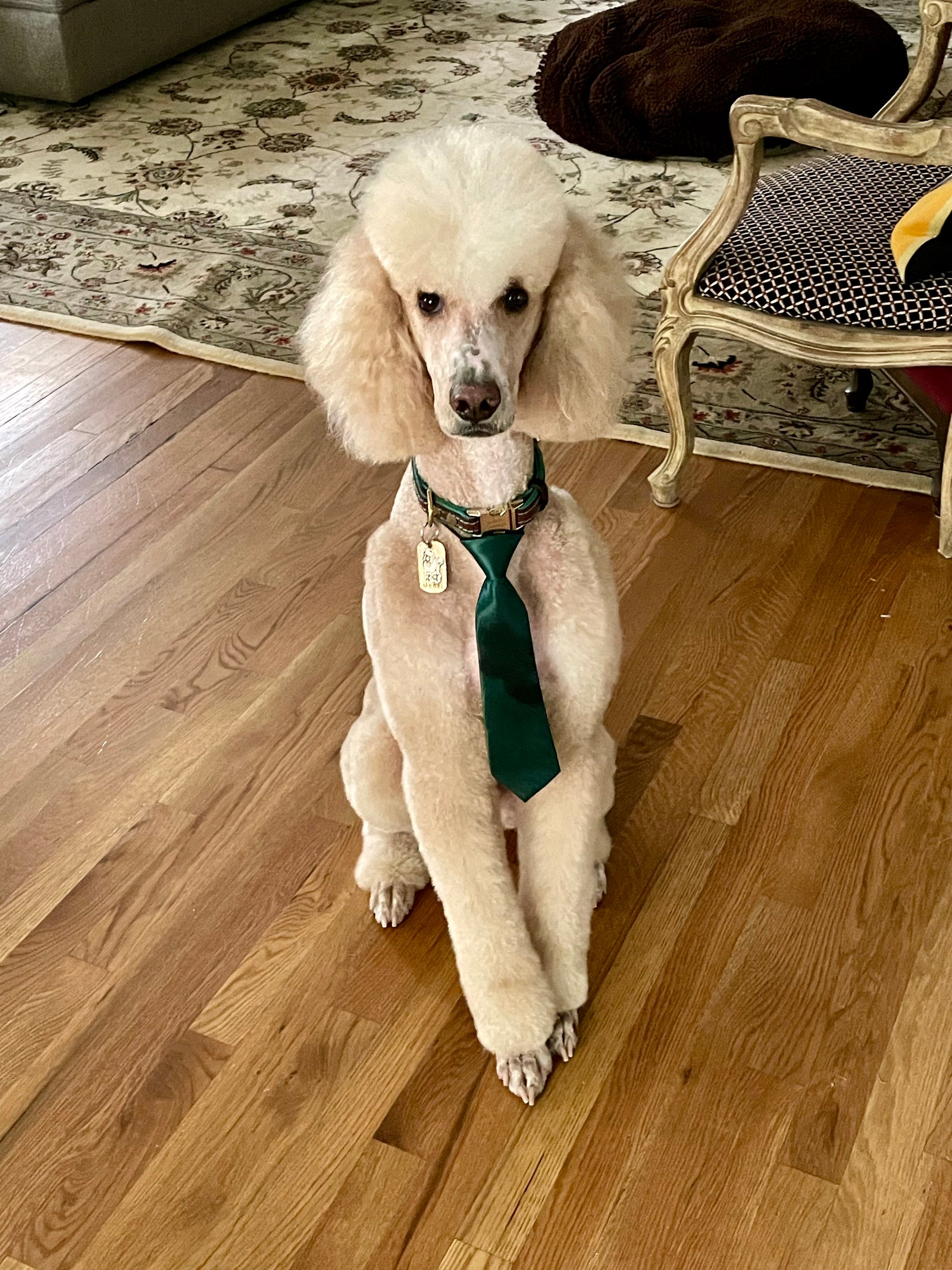 poodle wearing a tie
