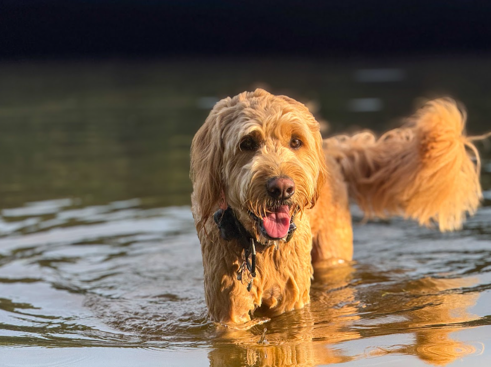Dog standing in water with a blurred natural background