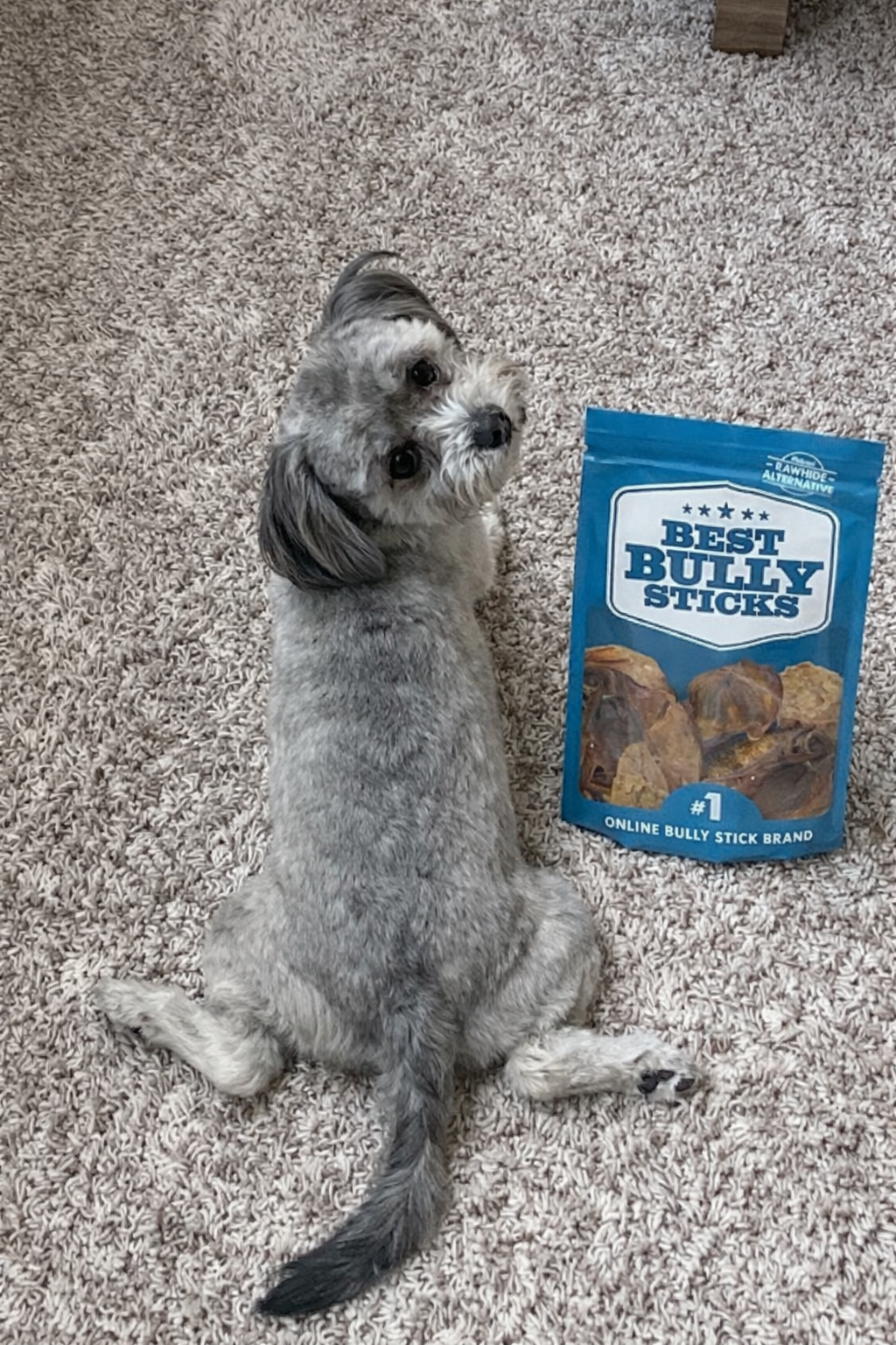 dog with bag