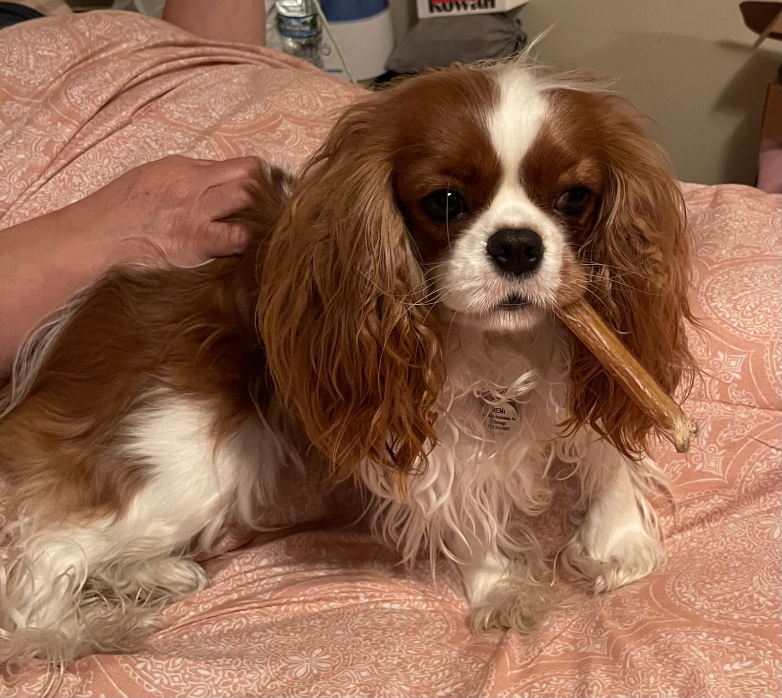 cavalier with a bully stick