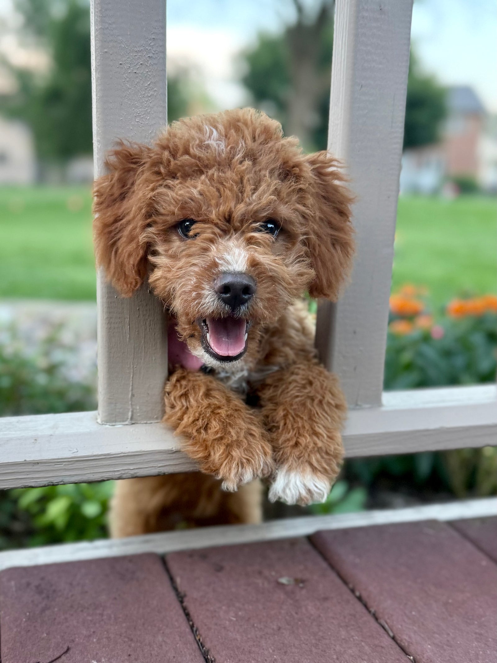 dog