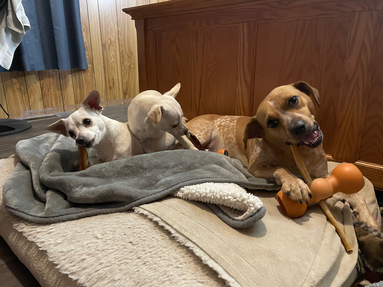 dogs chewing