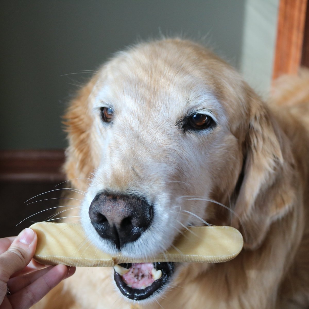 Dog holding a  yak chew in its mouth