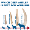 Which Best Bully Sticks Medium Whole Deer Antler (1 Count) is best for your dog?