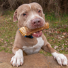A dog with a Best Bully Sticks&#39; 3-Inch Beef Trachea Dog Chew in its mouth.
