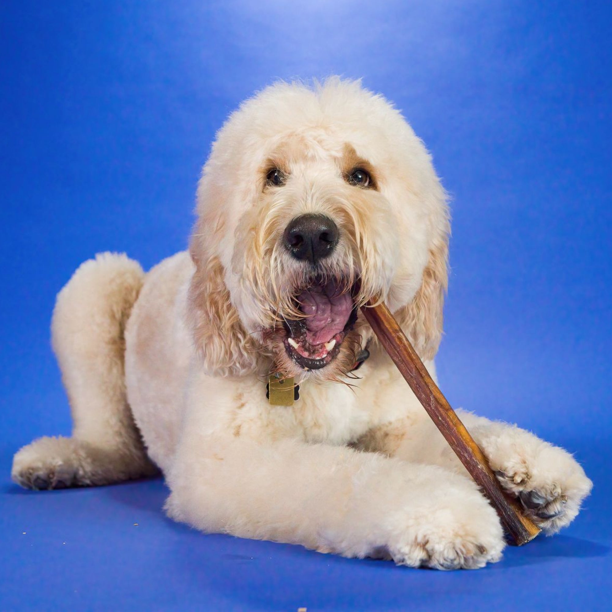 A dog is sitting on a blue background with a 12-Inch Jumbo Bully Stick from Best Bully Sticks in its mouth.