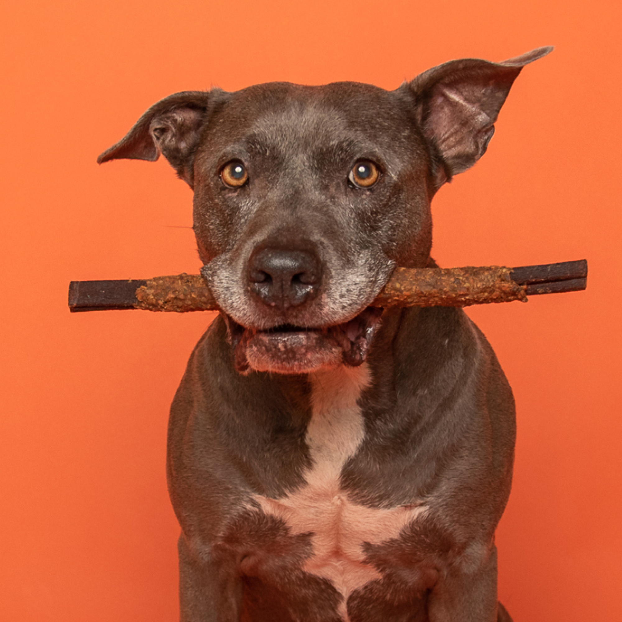 A dog with a 12-Inch Chicken Wrapped Collagen Stick from Best Bully Sticks in its mouth.