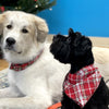 A black and white dog wearing a plaid bandana next to a Best Bully Sticks Dog Mom Gift Box for Dog &amp; Parent, near a Christmas tree.