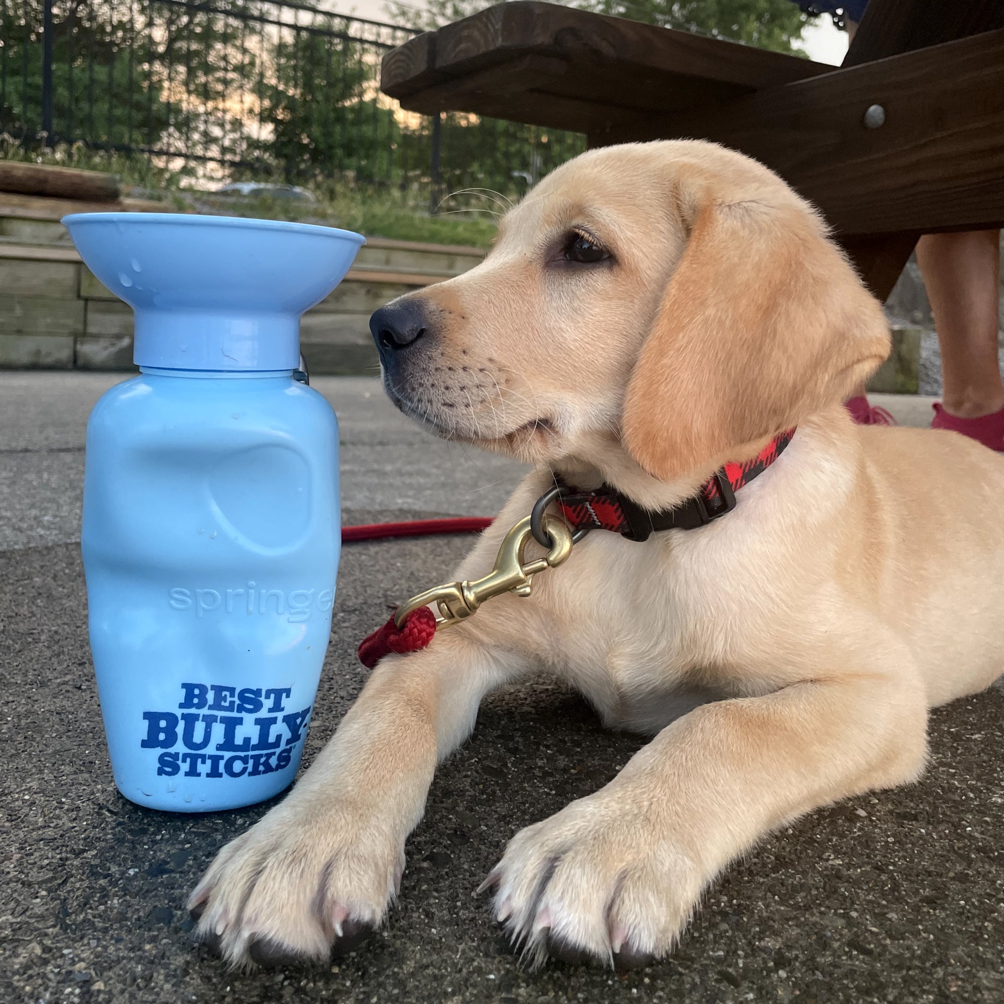 blue paws Dog Water Bottle with Clip