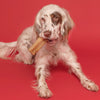 A dog chewing on a Large Himalayan Golden Yak Cheese Odor-Free (3 Pack) bone on a red background by Best Bully Sticks.