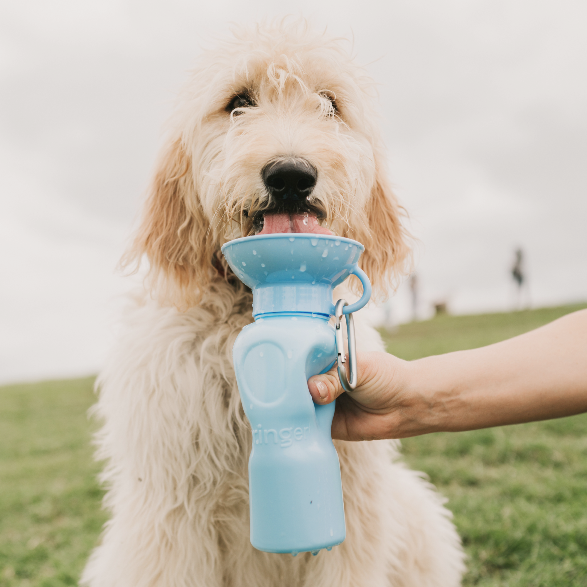 Best Bully Sticks - The Best Doggie Water Bottle - Blue