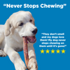 A dog chewing a 12-Inch Odor-Free Bully Stick Mix from Best Bully Sticks never stops chewing.