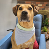 A dog wearing The BEST Bandana - Seersucker by Best Bully Sticks sitting on a blue chair.