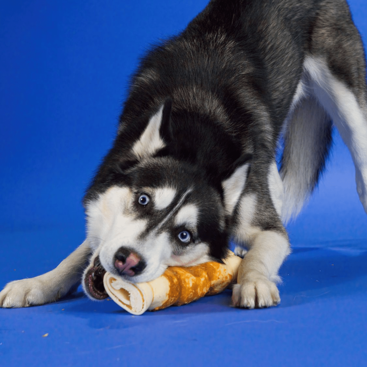 A husky dog chewing on a Best Bully Sticks Chicken Wrapped Beef Cheek - Large toy.